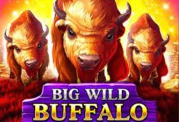Big Wild Buffalo